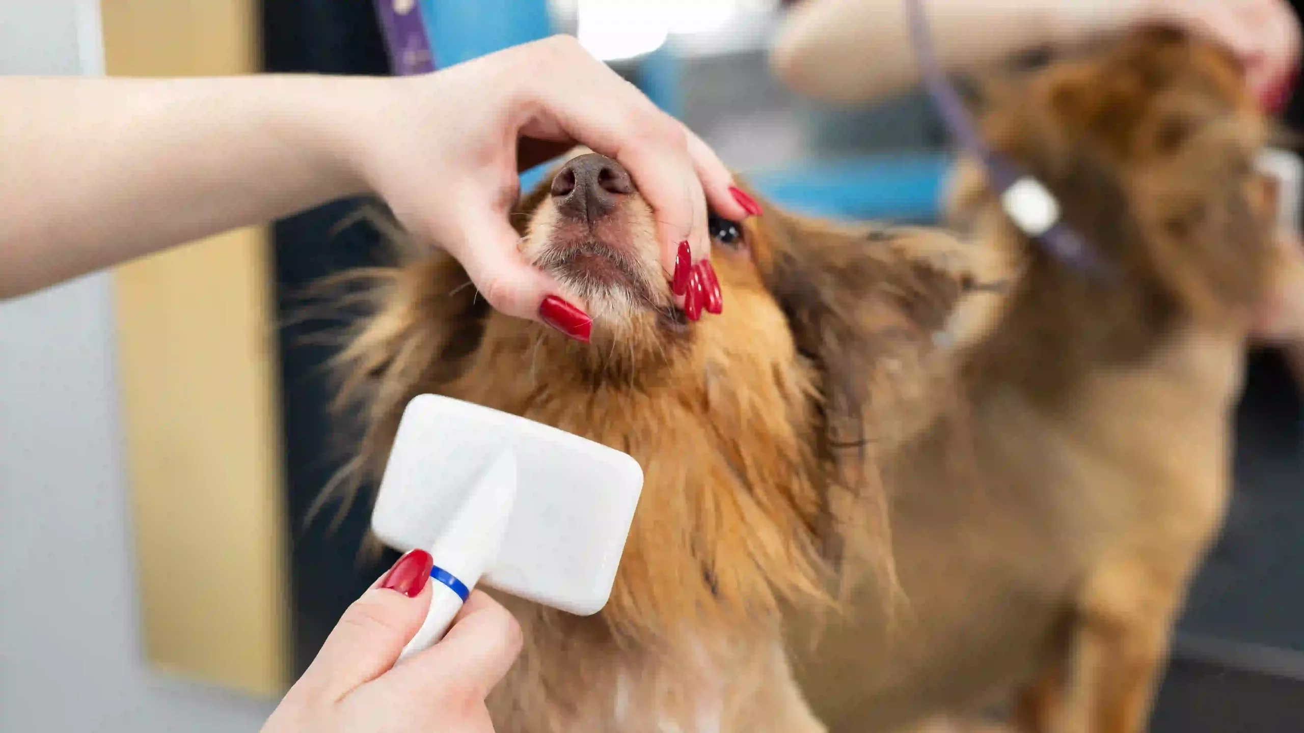 Best Dog Daycares in Auckland