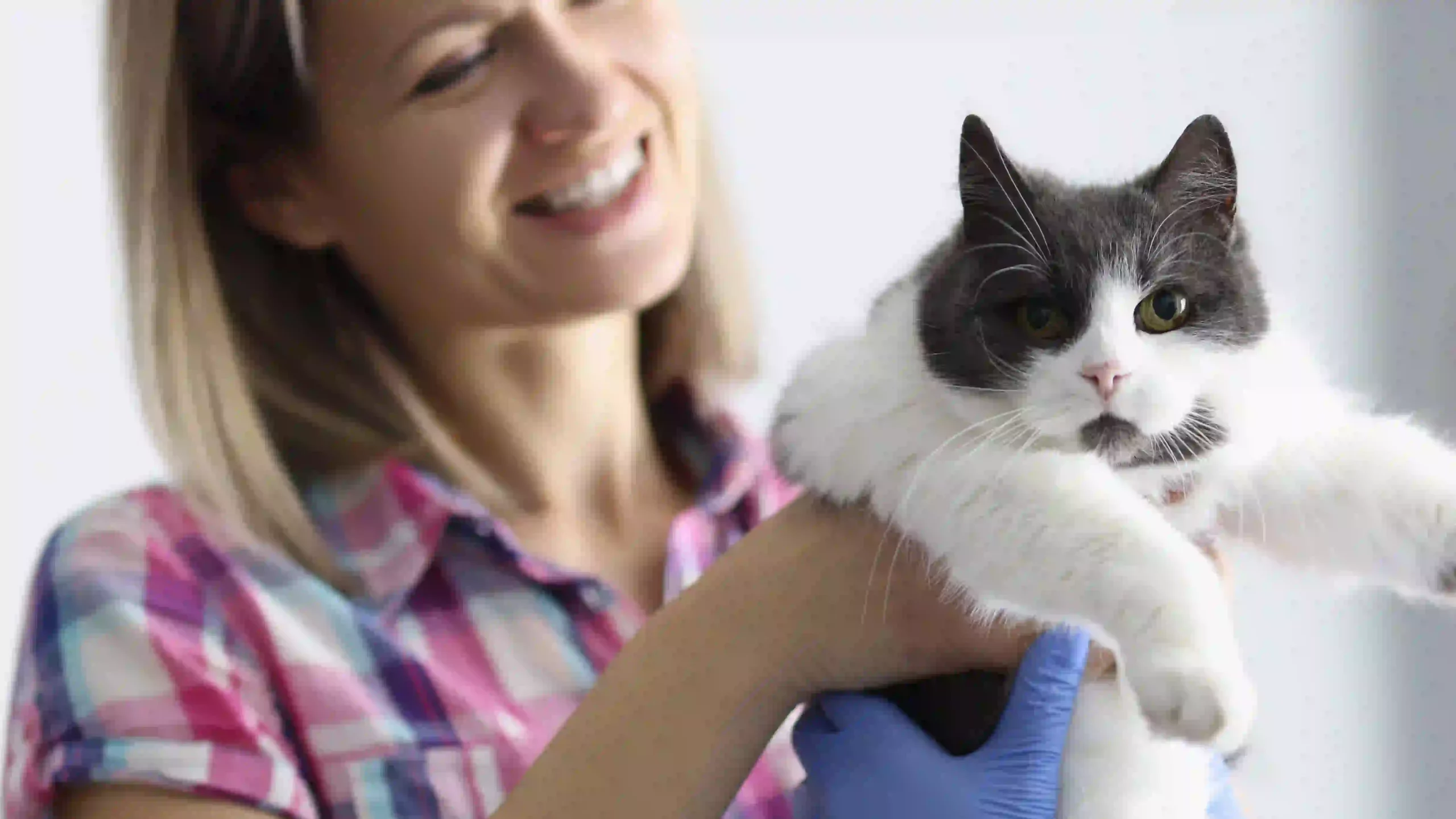 The Best Catteries in Auckland