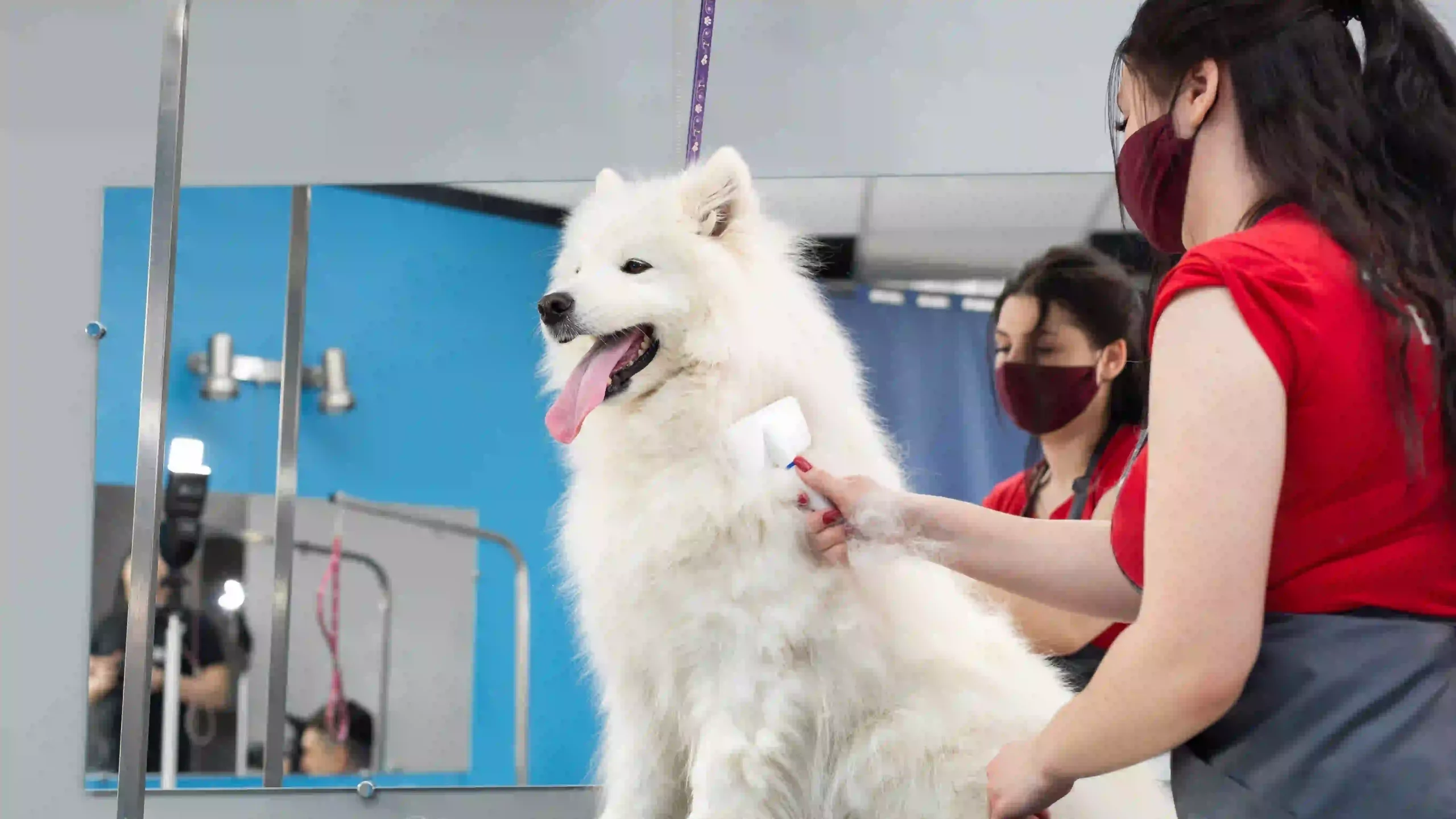 The Best Dog Grooming Services in Christchurch