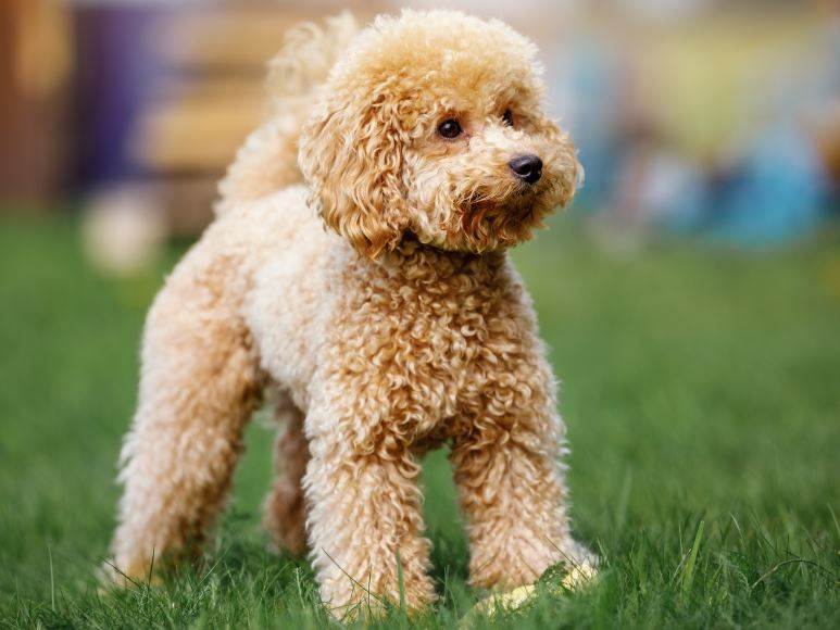 Best Dog Boarding Kennels in Christchurch