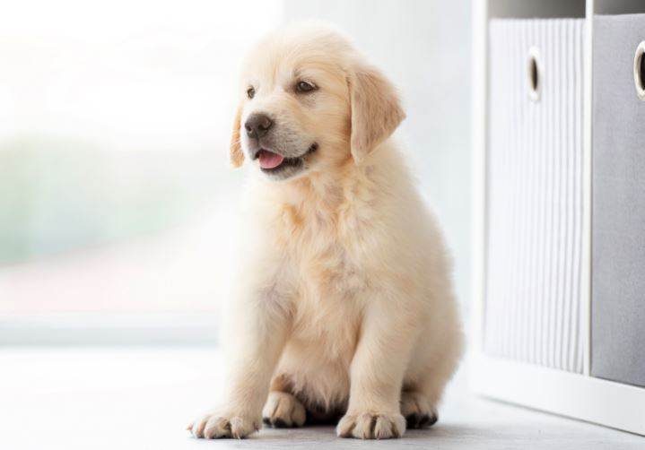 Best Dog Kennels in Tauranga
