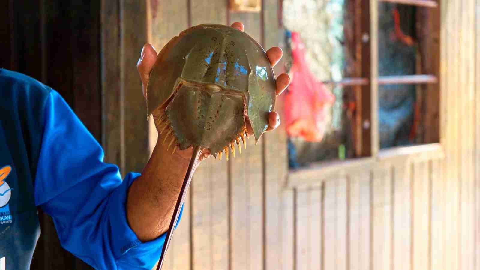 Best Crabbing In Auckland