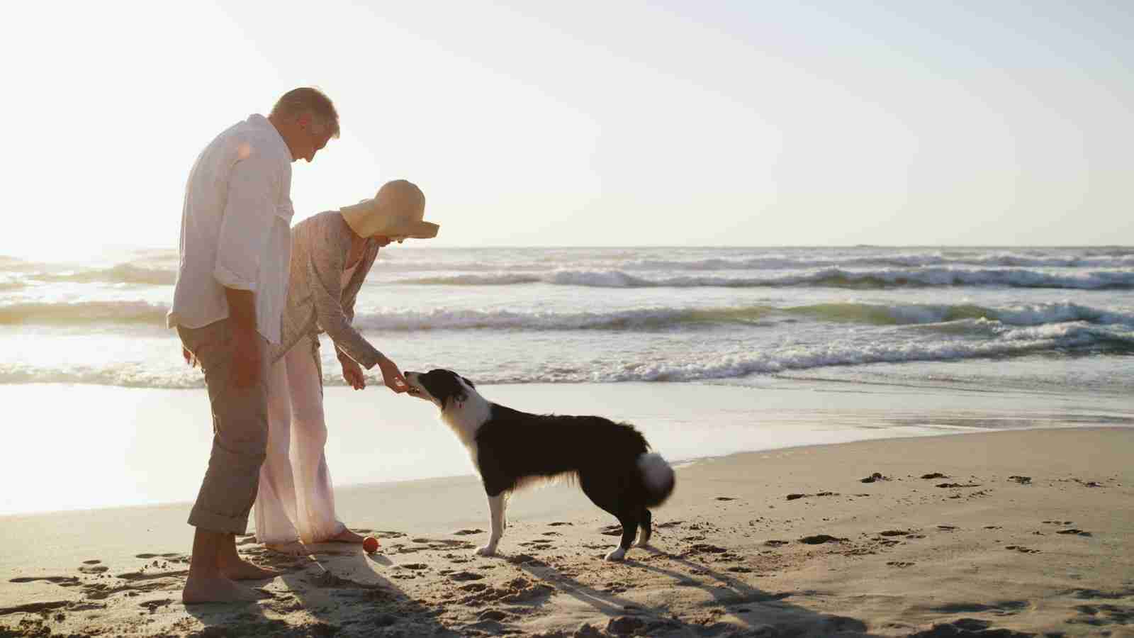 Best Dog Friendly Beaches In Auckland