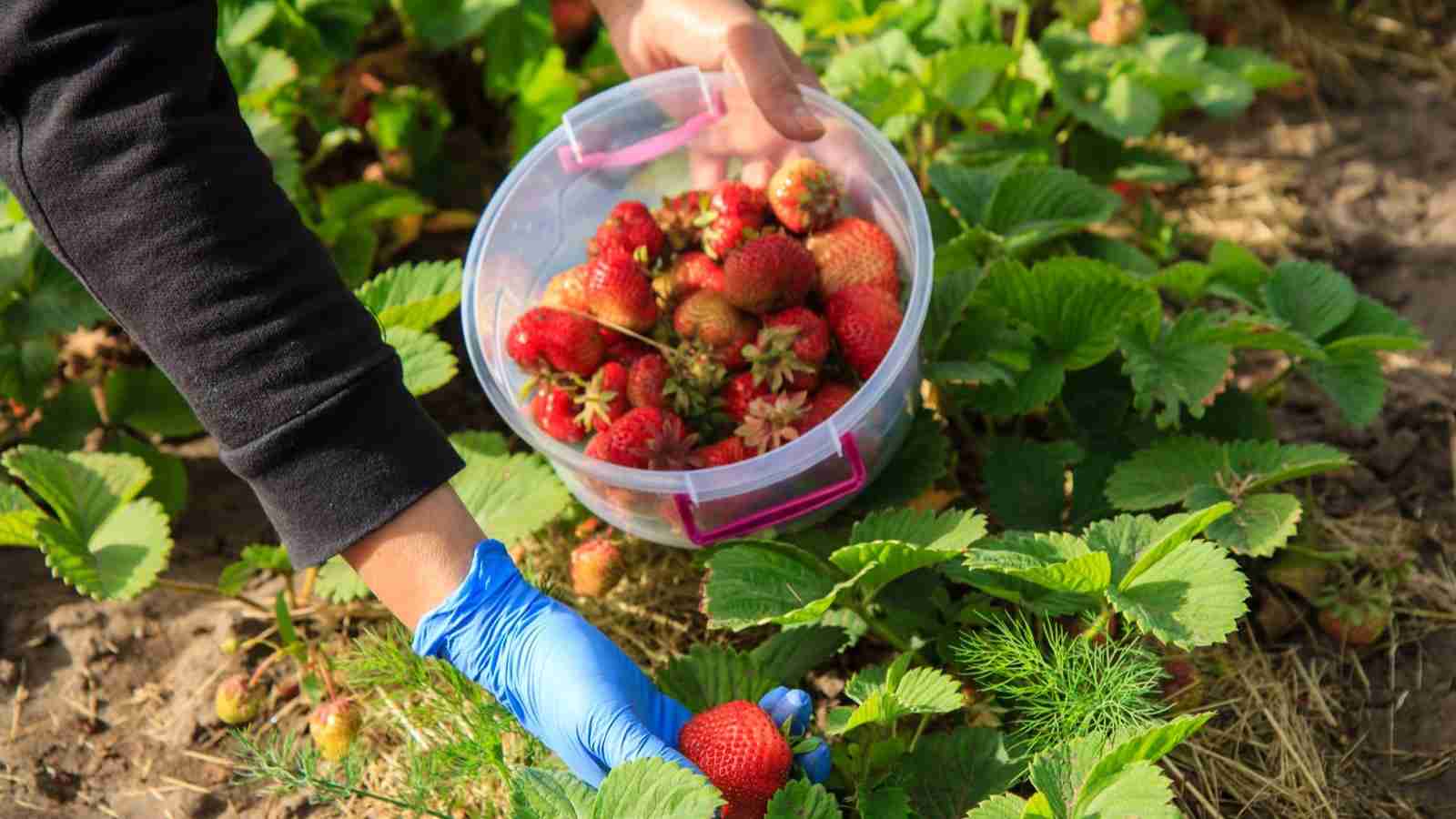 Best Strawberry Picking in Auckland