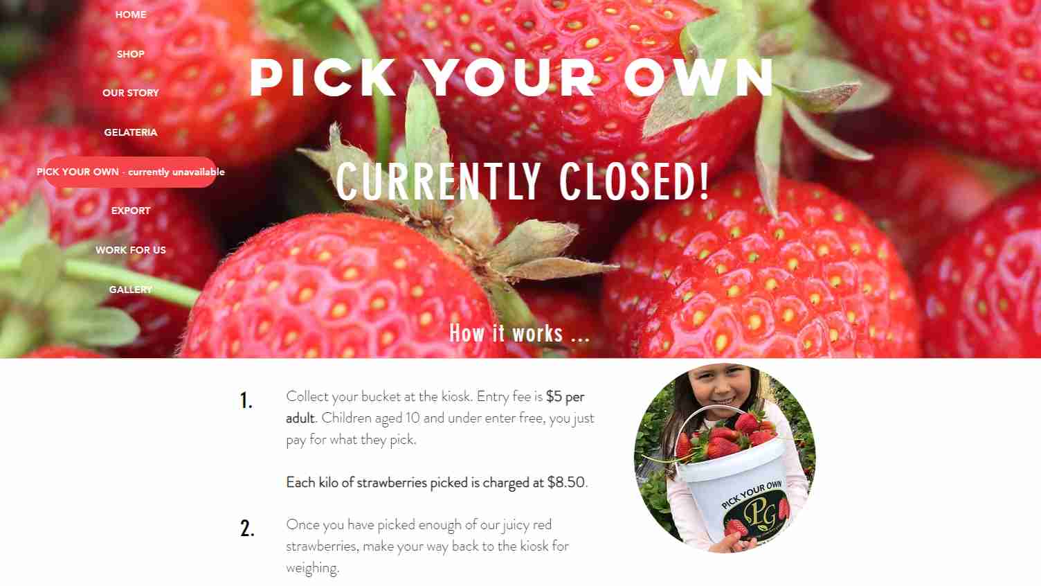 The 7 Best Strawberry Picking in Auckland 2024