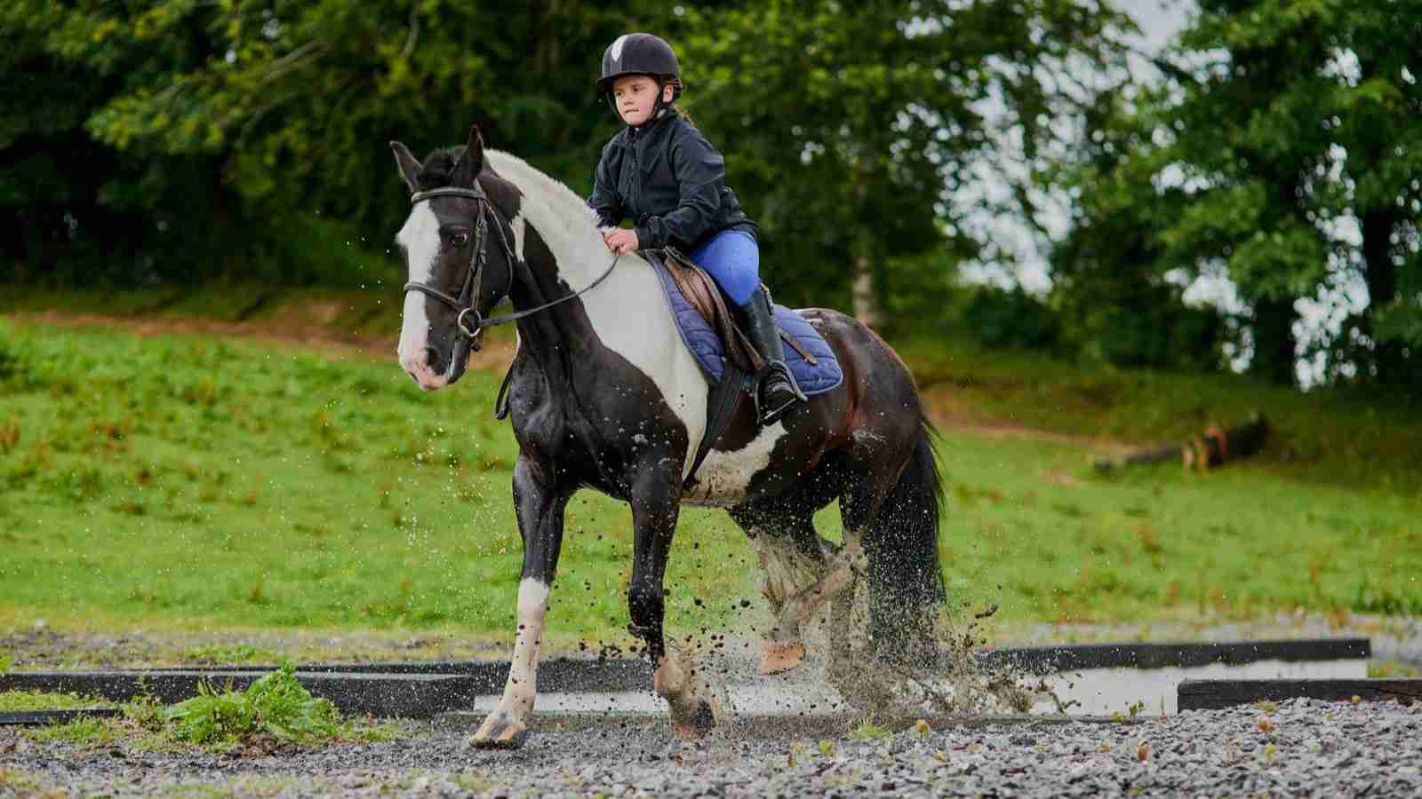 Best Horse Riding Lessons in Auckland