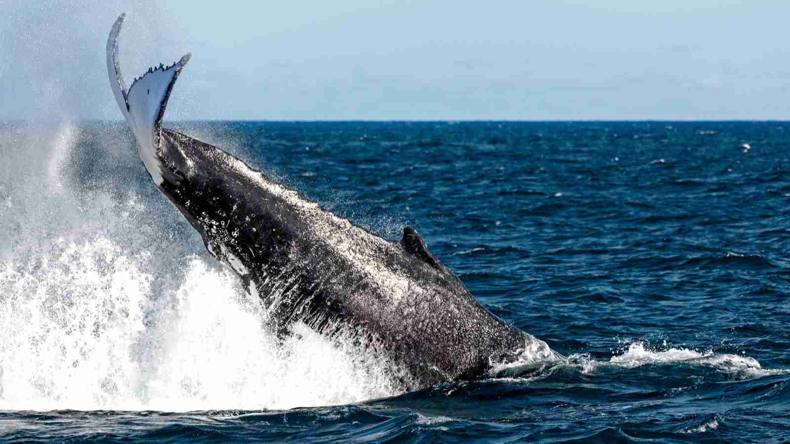 Best Place To See Whales in Auckland