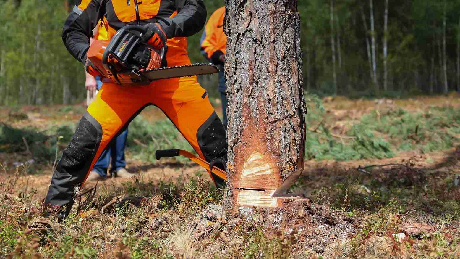 Best Tree Trimming Services In Wellington